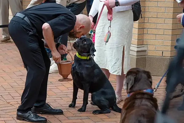 Priest in black interacts with a black Labrador wearing a neon green collar.